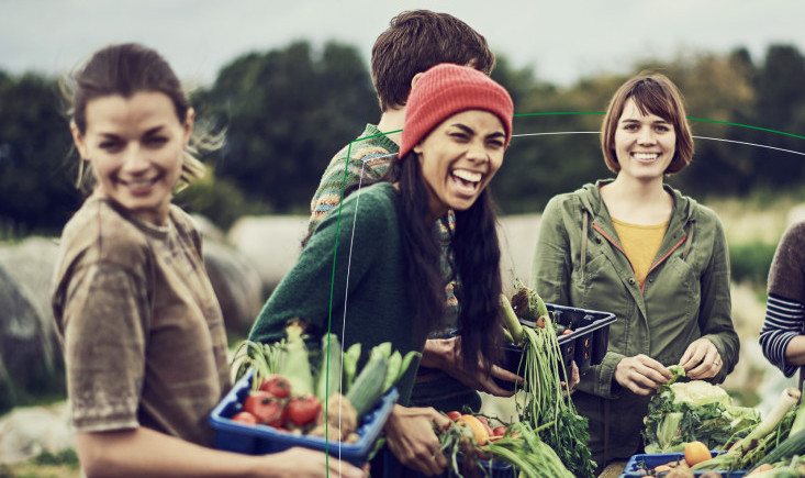 Group of people picking vegetables